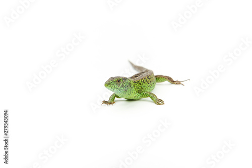 green reptile on white background with copy space