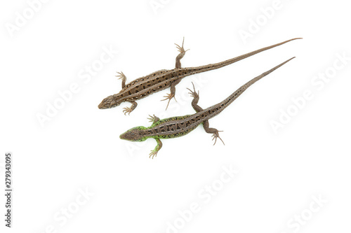 two sand lizards on white background with copy space, view from above