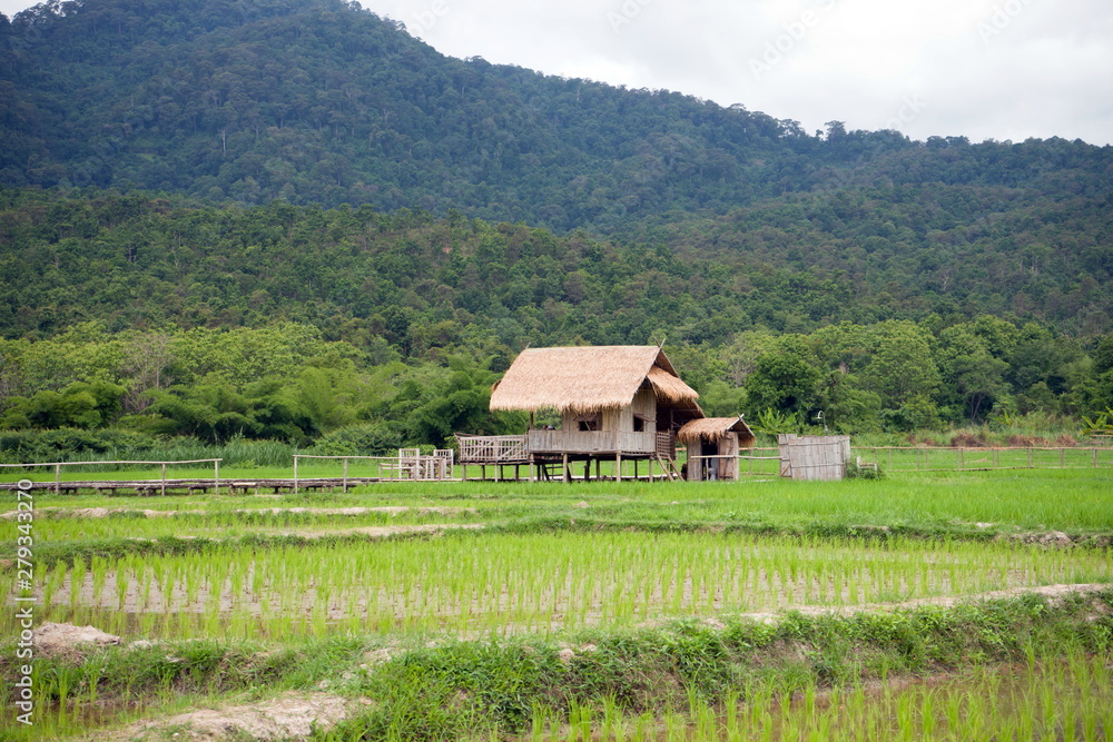 Huts in rice fields