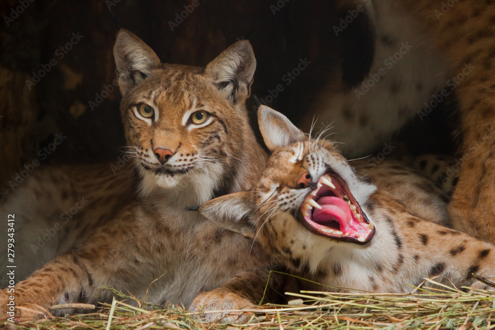 Obraz premium Two lynxes (friends) calmly rest and yawn from laziness, but the look is a sly, dark background.