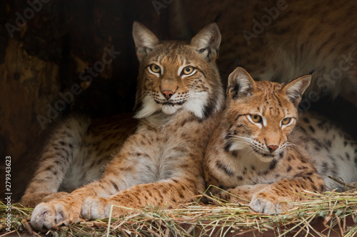 Wallpaper Mural Two lynxes (probably friends) lie quietly watching with beautiful clear eyes, dark Torontodigital.ca