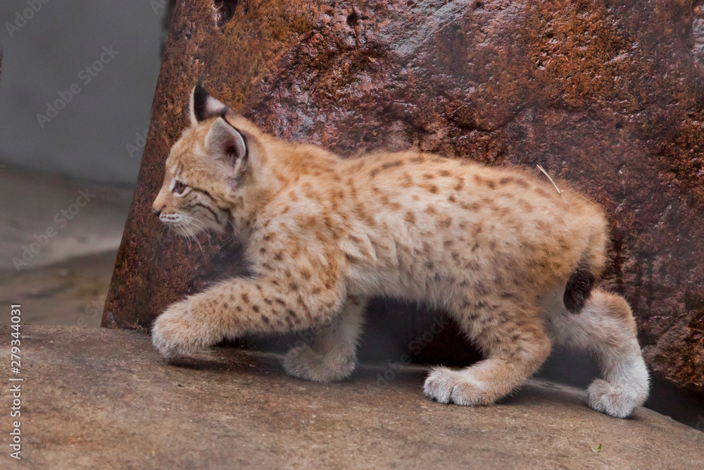 Obraz premium tiny lynx kitten is coming.. to meet the adventures of a brave little baby.
