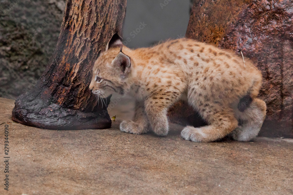 tiny lynx kitten is coming.. to meet the adventures of a brave little baby. tiny lynx kitten is coming.. to meet the adventures of a brave little baby.