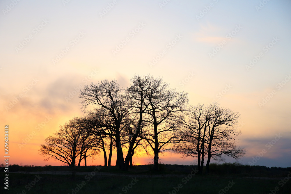 dark silhouette of group of trees at sunset with black copy space