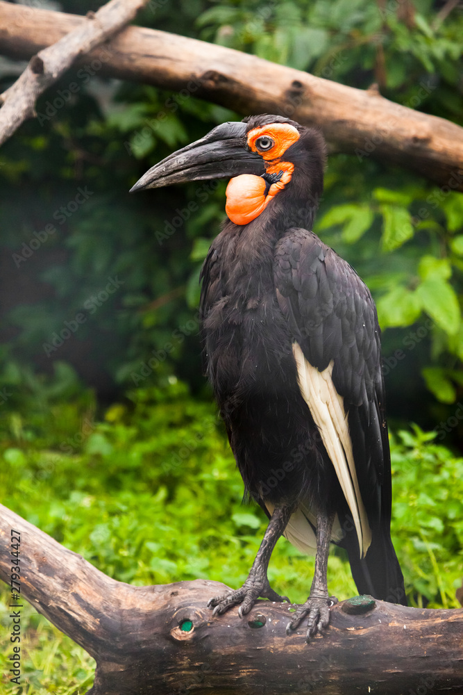  large black Kafi raven (from the rhinoceros bird squad) from South Africa has a black feather and a red muzzle beak.