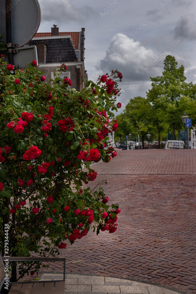 Obraz premium Bush of roses on the red brick pawn and white clouds in the background