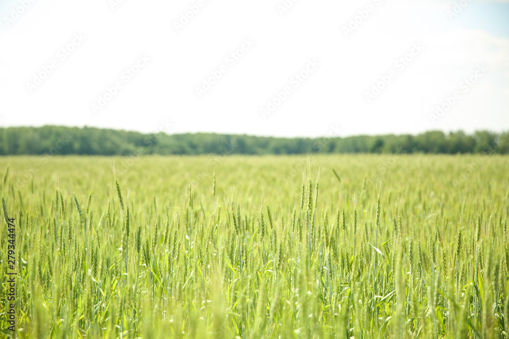 background of green wheat field in summer close up with soft focus
