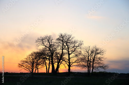 dark silhouette of group of trees at sunset with black copy space