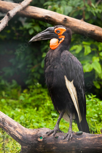  large black Kafi raven (from the rhinoceros bird squad) from South Africa has a black feather and a red muzzle beak.