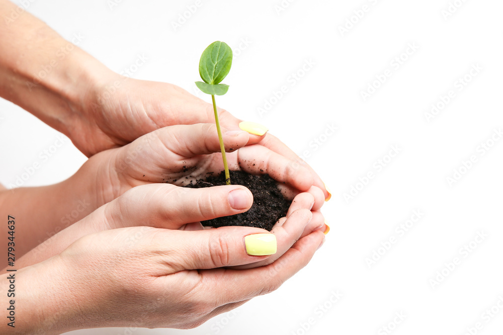 green sprout in the hands of a human on a white background with copy space green sprout in the hands of a human on a white background with copy space