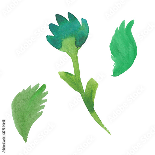 watercolor illustration of green flowerand leaves photo