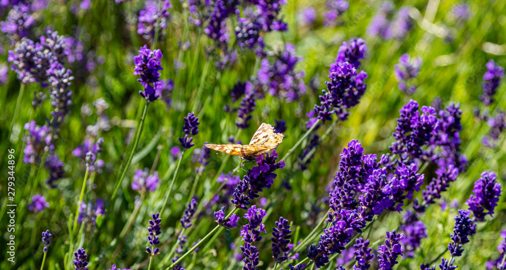 Naklejka premium Lavender flowers, Closeup view of a butterfly on a lavender blossom in spring