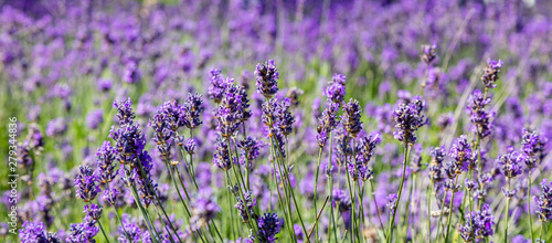 Lavender flowers  Closeup view of a lavender field blooming in spring