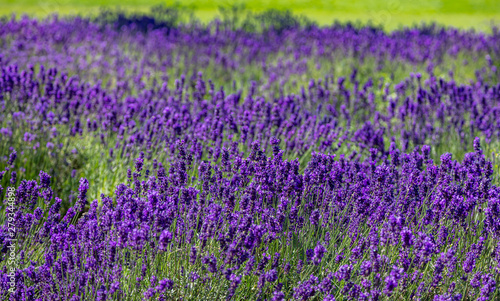 Lavender flowers, Closeup view of a lavender field blooming in spring