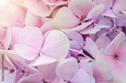 Natural hydrangea flowers background. © gamjai
