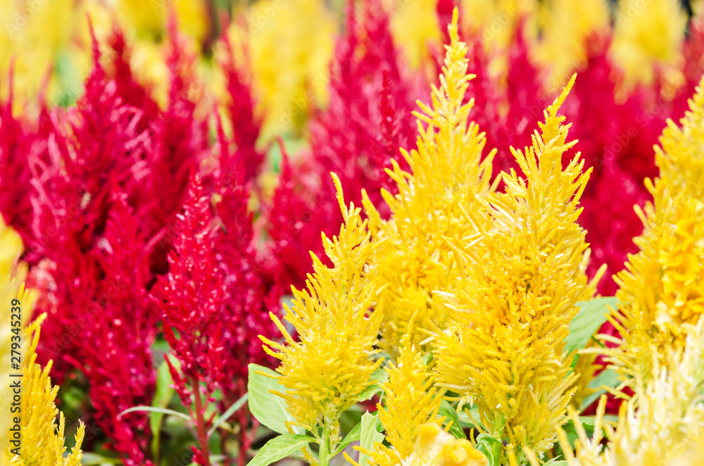 Colorful cockscomb flower plant yellow and red. Colorful cockscomb flower plant yellow and red.