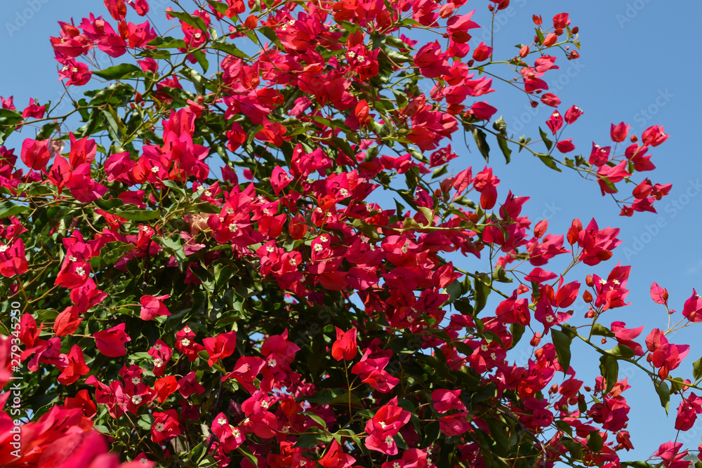 Red bougainvillea blooms in Turkey. Floral background.