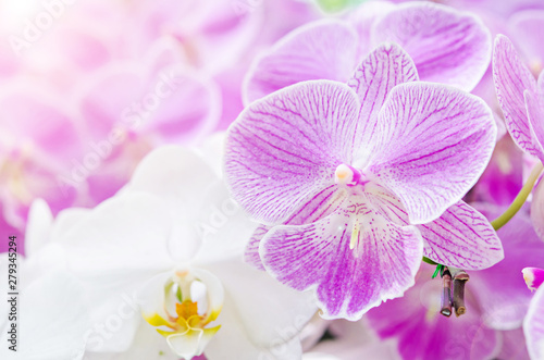 Branch of blooming pink orchid close up.