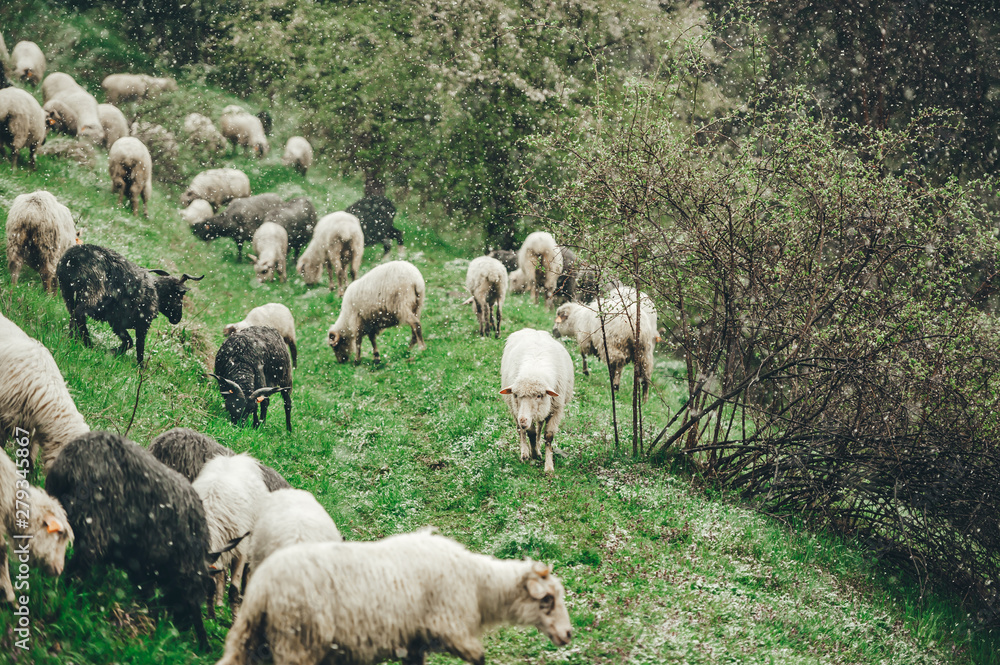 Fototapeta premium Flock of sheep grazing on a steep grass slope. Bad weather. It is snowing