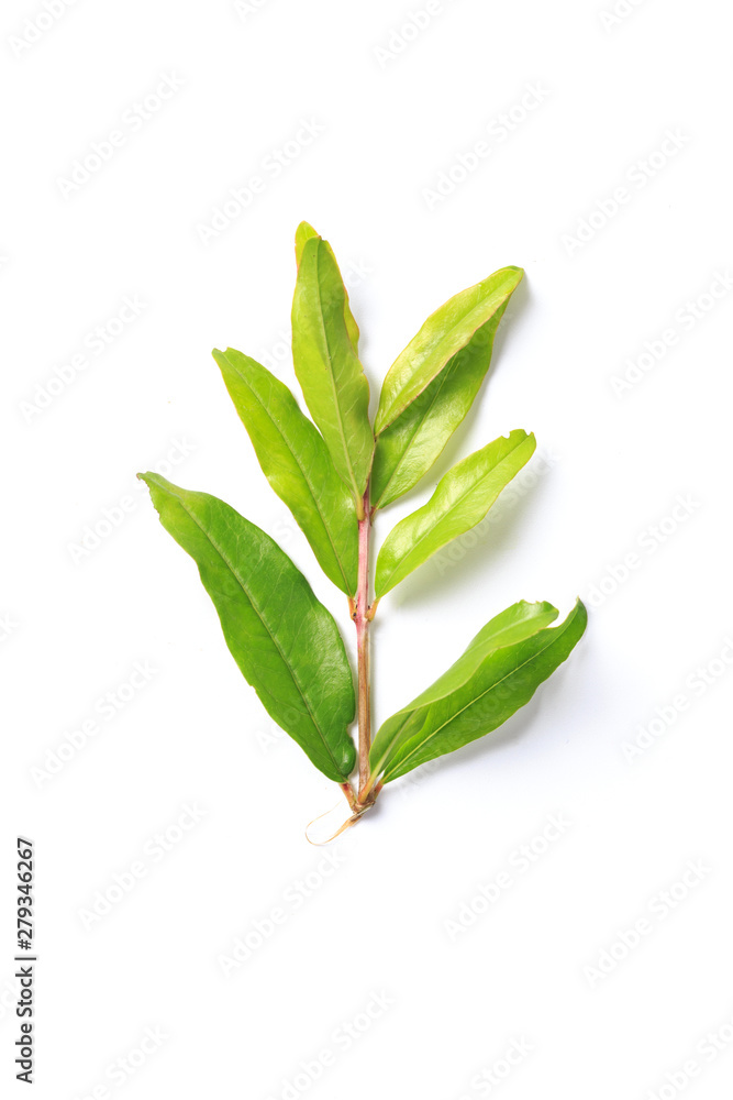 Green leaf. Isolated on a white. Green leaf. Isolated on a white.