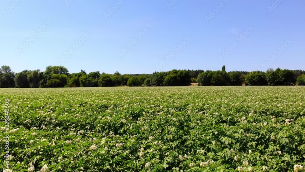 potato growing on plantations. Rows of green, flowering potato bushes grow on farm field. white, pale pink flowers bloom on potato bushes. breeding potato varieties. summer potato growing on plantations. Rows of green, flowering potato bushes grow on farm field. white, pale pink flowers bloom on potato bushes. breeding potato varieties. summer