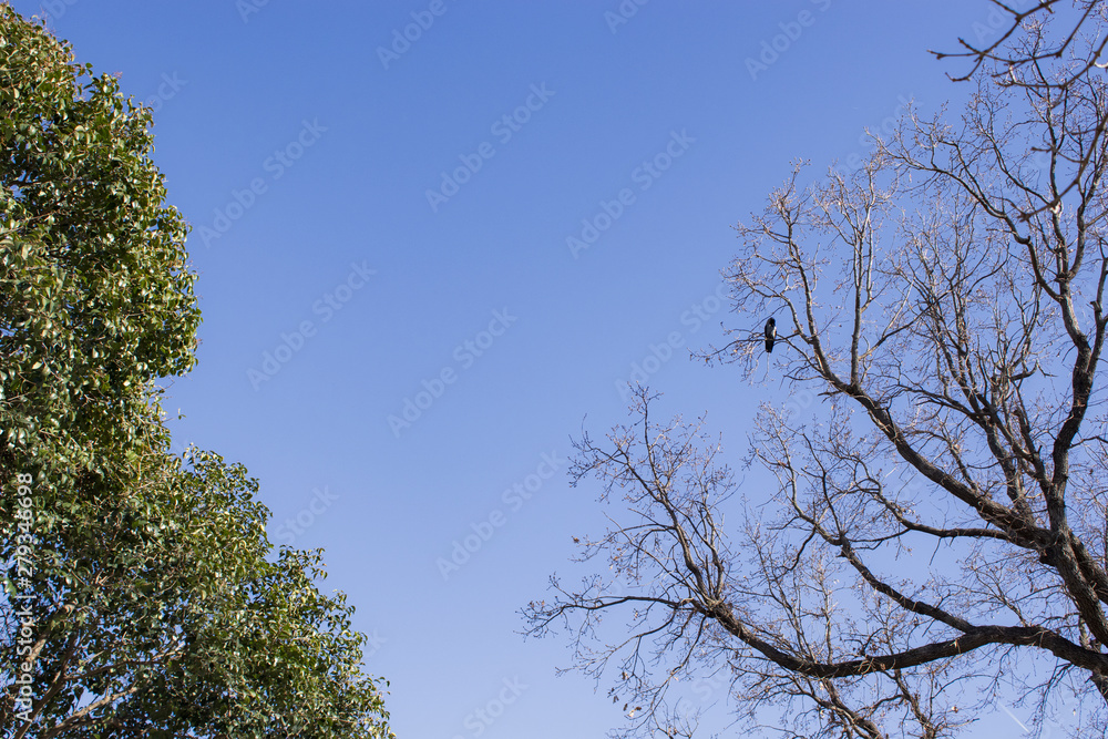 Tree and leafs in beautiful green nature garden, natural color background Tree and leafs in beautiful green nature garden, natural color background