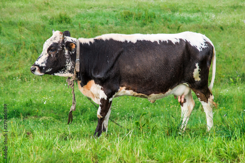 Close up. Rural farm. A cow with a udder full of milk is grazed on a summer green meadow. Close up. Rural farm. A cow with a udder full of milk is grazed on a summer green meadow.