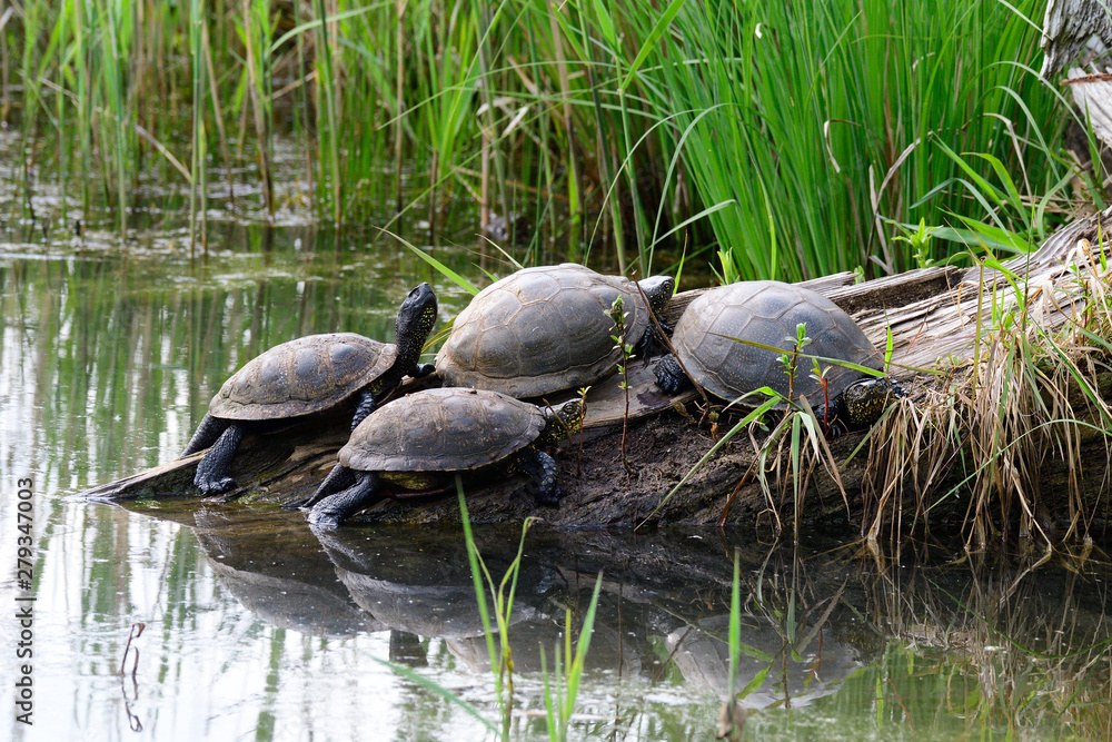 Obraz premium Europäische Sumpfschildkröte (Emys orbicularis) 