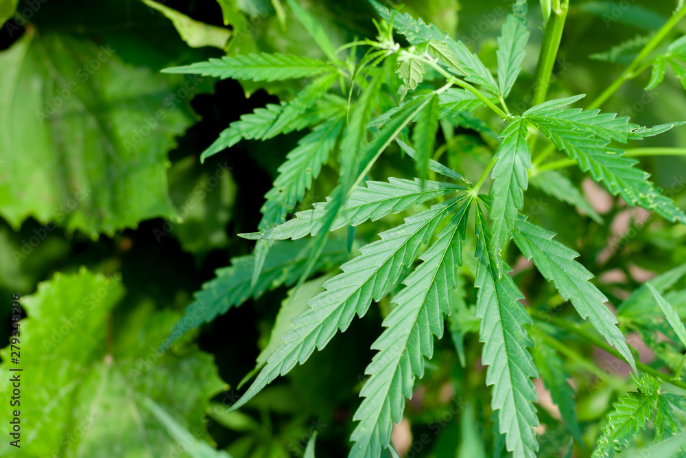 Green cannabis Bush with large marijuana leaves with hemp seeds. Cultivation of cannabis for the production of CBD oil, cream, for medicinal purposes in medicine, dog and cat pet food Green cannabis Bush with large marijuana leaves with hemp seeds. Cultivation of cannabis for the production of CBD oil, cream, for medicinal purposes in medicine, dog and cat pet food