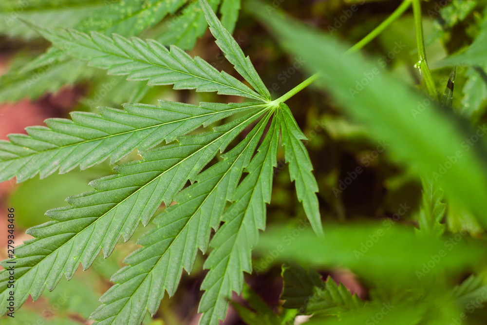 Green cannabis Bush with large marijuana leaves with hemp seeds. Cultivation of cannabis for the production of CBD oil, cream, for medicinal purposes in medicine, dog and cat pet food Green cannabis Bush with large marijuana leaves with hemp seeds. Cultivation of cannabis for the production of CBD oil, cream, for medicinal purposes in medicine, dog and cat pet food