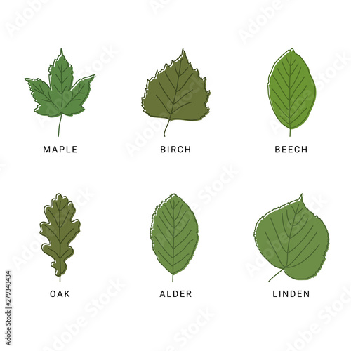 Set of different leaves, maple, birch, beech, oak, alder, linden