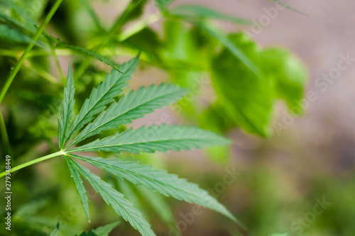 Green cannabis Bush with large marijuana leaves with hemp seeds. Cultivation of cannabis for the production of CBD oil, cream, for medicinal purposes in medicine, dog and cat pet food