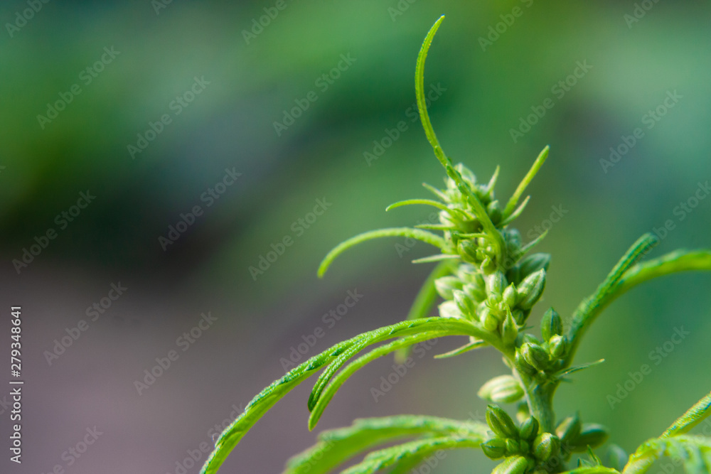 Green cannabis Bush with large marijuana leaves with hemp seeds. Cultivation of cannabis for the production of CBD oil, cream, for medicinal purposes in medicine, dog and cat pet food Green cannabis Bush with large marijuana leaves with hemp seeds. Cultivation of cannabis for the production of CBD oil, cream, for medicinal purposes in medicine, dog and cat pet food