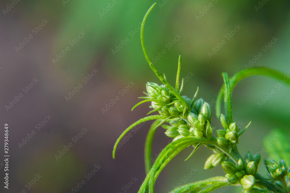 Green cannabis Bush with large marijuana leaves with hemp seeds. Cultivation of cannabis for the production of CBD oil, cream, for medicinal purposes in medicine, dog and cat pet food Green cannabis Bush with large marijuana leaves with hemp seeds. Cultivation of cannabis for the production of CBD oil, cream, for medicinal purposes in medicine, dog and cat pet food