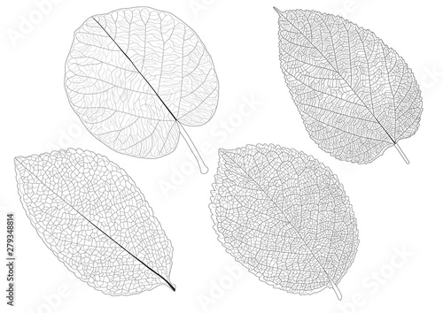 Leaves line on white background illustration vector photo