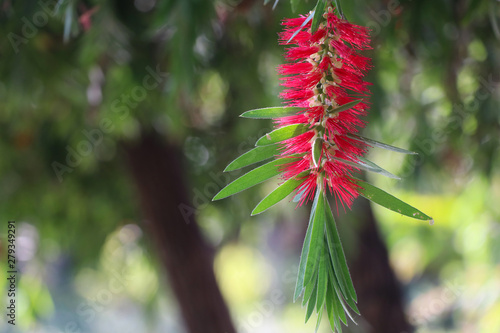 Bottle brush flower blooming and beautiful color in summer in the nature background