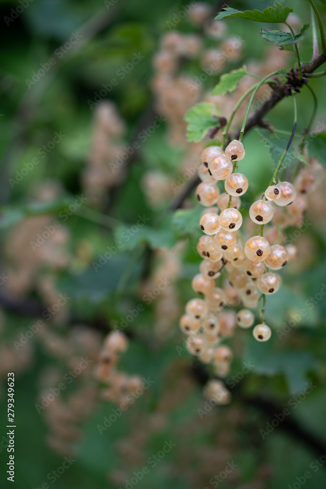 Fototapeta premium Fresh currant on a branch.
