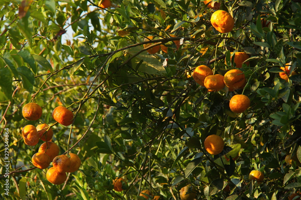 Mandarin fruits on the tree in Minca in Colombia
