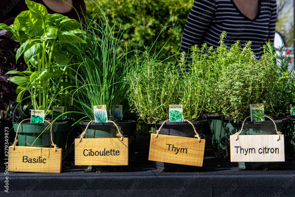 Organic produce sold at farmer's market. Rustic wooden French signs are seen hanging from plant pots closeup on a market stall, displaying basil, chives and thyme varieties, homegrown herbs for sale.