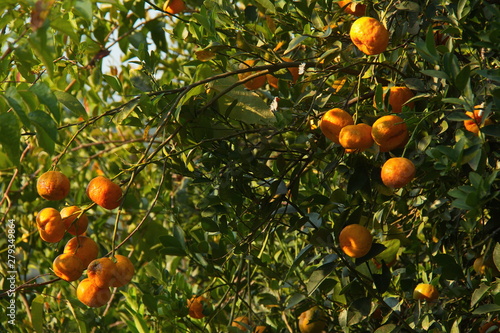 Mandarin fruits on the tree in Minca in Colombia