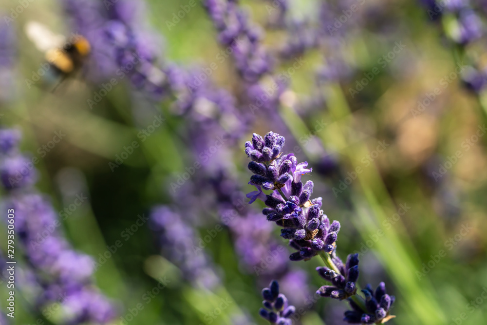Purple lavender blossom in summer Purple lavender blossom in summer