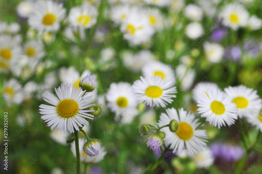 Background of flowers. White chrysanthemums.