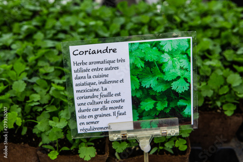 Organic produce sold at farmer's market. A closeup view of a French sign describing coriander (Coriandrum sativum), aka Chinese parsley young blurry plants in biodegradable pots are seen in background