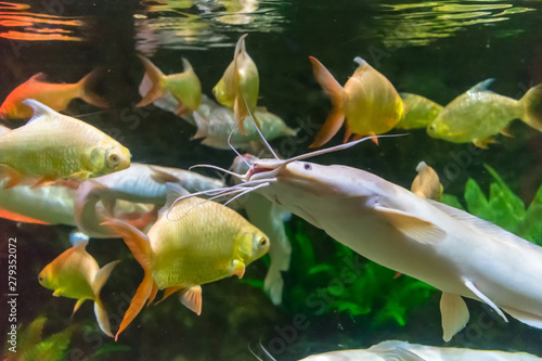 Obraz na plátně Big fish with whiskers between yellow fish in an aquarium