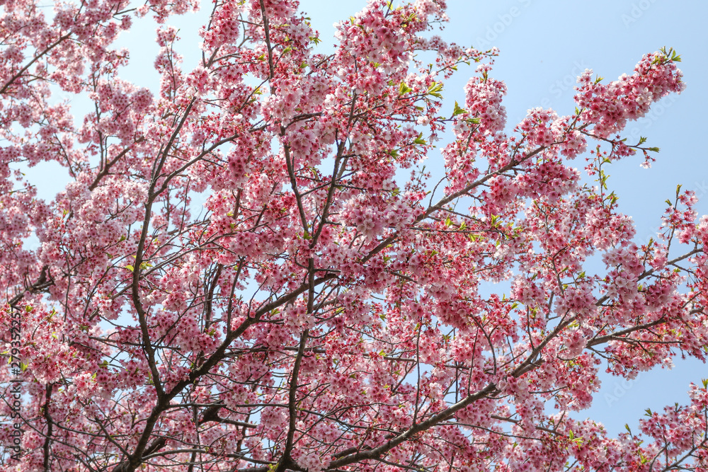 Cheery Blossom is blooming in Osaka, Japan Cheery Blossom is blooming in Osaka, Japan