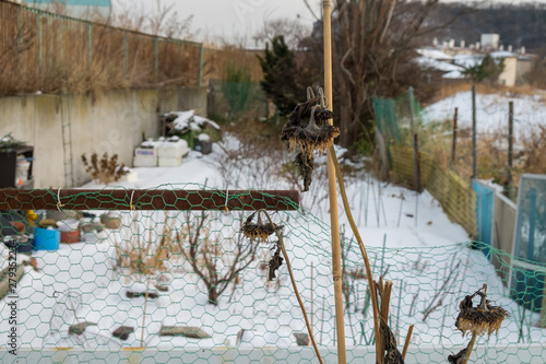 Wallpaper Mural 枯れたヒマワリ Torontodigital.ca