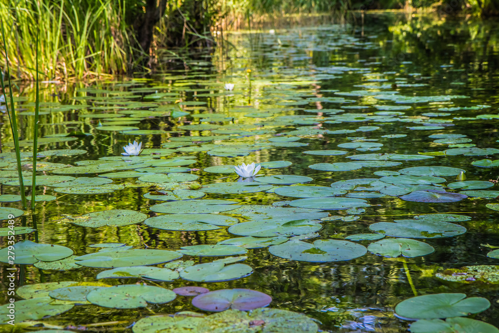European white water lily (Nymphaea alba) blooming on a creek European white water lily (Nymphaea alba) blooming on a creek