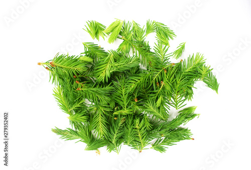 Spruce cones on white background
