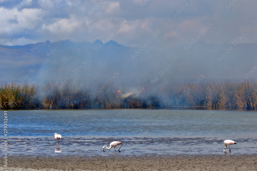 Habit of flamingos (Phoenicopterus chilensis) burning on the shores of Lake Junin Habit of flamingos (Phoenicopterus chilensis) burning on the shores of Lake Junin