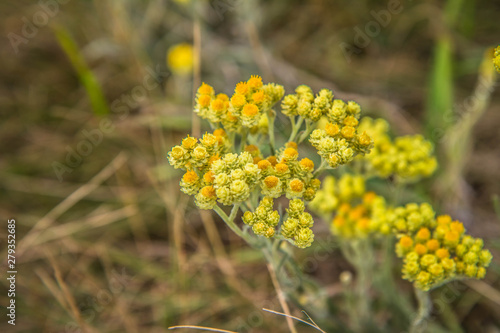 The dwarf everlast (Helichrysum arenarium) blooming in a meadow